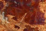 Polished Purple/Red Arizona Petrified Wood End-Cut #382187-1